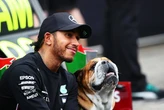 Hamilton ‘verpletter’ nadat hy marmot in Kanada doodry