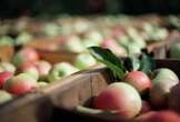 Zeder inks R190m deal to sell apple and pear farm in Grabouw