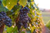 Climate change, a mixed blessing for sun-starved Irish winemakers