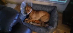 SEE | Sergeant the dog reports for duty at new home after pining for dead owner for weeks