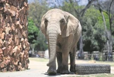 Harvard-akademici wil betrokke raak by vrylating van 3 Jhb-olifante