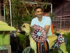 Jong boerboel van Bonteheuwel is wêreldkampioen