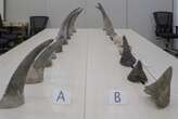 Singapore, a hub for smuggled SA rhino horn, elevates wildlife trafficking to 'serious offence'