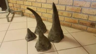Man met 2 renosterhorings in sak in Krugerwildtuin doodgeskiet