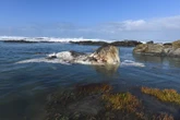 Karkas van walvis ná byna ’n maand steeds by Schoenmakerskop