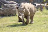 With only two northern white rhino females left in the world, Kenya turns to IVF