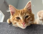 Dié kat kom weer – amper 3 jaar later