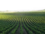 Inkomste uit landbou styg 6,8% afgelope 6 jaar