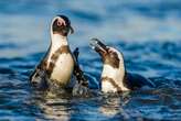 Critically endangered: Updated conservation listing shows acceleration of African penguin decline