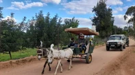 Afgetrede chirurg pak donkiekarrit van 500 km vir kinders, donkies