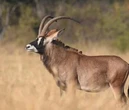 Wildsbok neem veiling op horings toe sy Mojo R2 m. laat inrol