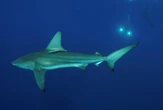 Haai-bewaring in SA kry mond vol van bewusmaking met Shark Week