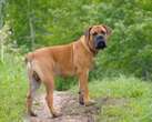 Egpaar wat boerboel glo op polisie loslaat, aangekla van poging tot moord