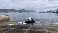 Juvenile humpback whale found dead in Simon's Town