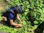 Thailand, Kambodja weer haaks ná landmyn-ontploffing op die grens