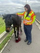 Diere-inspekteur met geweer teen kop gedreig toe sy ponie wou red