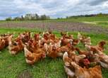 Mass culling of chickens in Delmas as starving birds resort to cannabilism