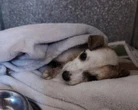 Man probeer glo self sy hond met skerp lem by huis steriliseer