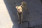 Man van Gqeberha gevonnis omdat hy honde aan paal vasketting