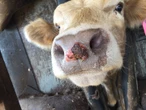Bek-en-klouseer nou ook in Noordwes