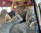 Shear madness: Free State cops recover 24 stolen sheep from minibus taxi, three arrested