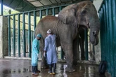 Olifante met TB 400 pille ’n dag gevoer in safaripark in Pakistan