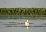 Reclaimed by floods, wildlife returns to Romania's Danube Delta