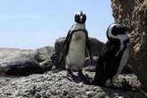 Penguins rescued from St Croix after Algoa Bay oil spill