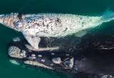 WATCH | Rare white southern right whales spotted off the Garden Route's coast