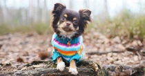 Jou viervoetige vriend kry ook koud: Só hou jy jou hond warm én gesond in die koue