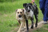 Odin, meer as 100 honde moet perseel teen einde Mei verlaat