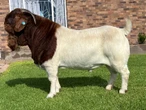Boerbokram Next Level is op R2,3 miljoen in klas van sy eie