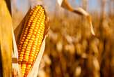 El Niño set to wane, but severe summer drought hits SA's maize, beans