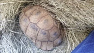 Beseerde bergskilpad gou op pad terug na die ver ou Kalahari