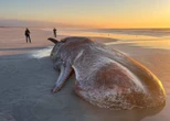 Somber einde vir spermwalvis wat by Struisbaai uitspoel