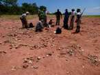 Nuwe dinosourus-spesie in Zimbabwe ontdek