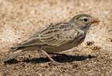 'I'm doing my part,' says researcher looking for SA's most endangered endemic bird