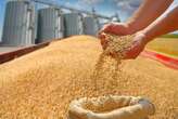 SA farm exports reach record high