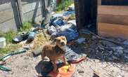 SPCA, law enforcement officers attacked while removing dogs chained up in appalling conditions