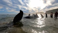 Jong bultrugwalvis van kant gemaak ná stranding by Robberg