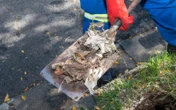 Klamlappies lei tot al hoe meer verstoppings in dié Kaapse buurte