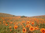 Die regte weer speel saam vir Namakwa-blommeprag