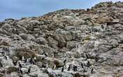 Endangered African penguins on St Croix Island return from brink of extinction