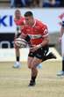 Geelwortel vir Leeus in stryd teen segelose Griffons