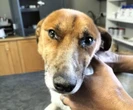Vredendal-man in hof nadat hy sy hond ‘aan boom laat hang’