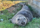 Olifantrob neem Gordonsbaai se strate op horings