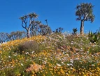 Blommeprag by Clanwilliam se Ramskop-natuurtuin