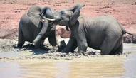 18 elephants suspected to have been killed by India lightning strike
