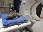 CT-skandering help met navorsing oor hoe 275 miljoen-jarige dalk baklei het