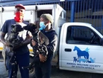 'I buried him on the spot he would sit barking at people' - CPT fire survivors lament loss of pets